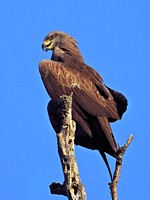 Milan noir écartant les ailes