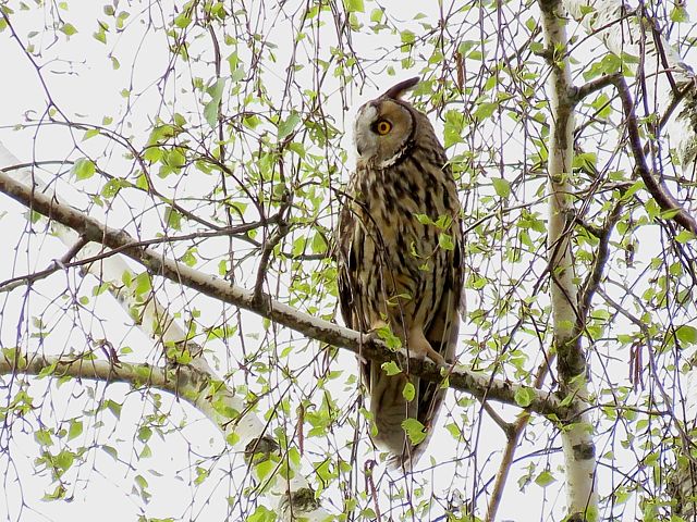 Hibou moyen-duc en vol