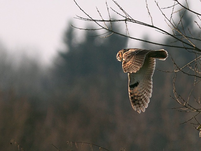 Hibou moyen-duc en vol