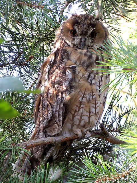 Hibou moyen-duc dans un arbre