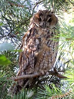 Hibou moyen-duc dans un arbre