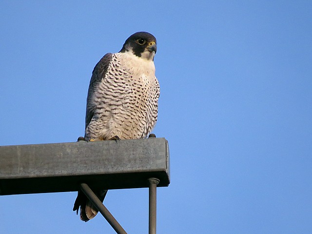 Faucon plerin, falco peregrinus