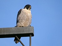 Faucon pèlerin, falco peregrinus