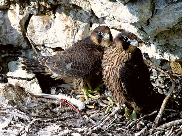 Faucons plerins au nid