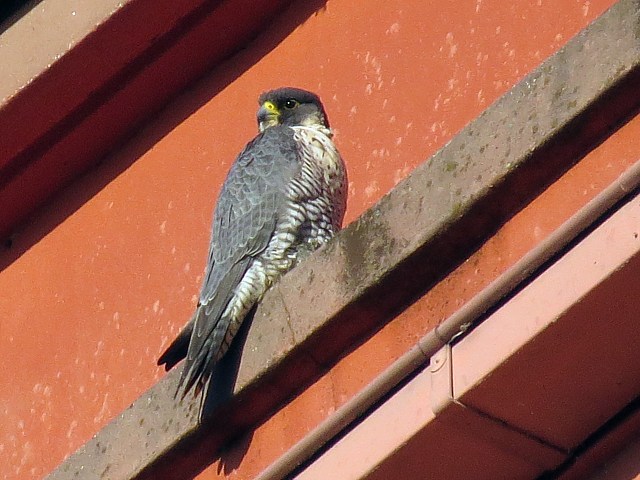 Faucon pèlerin en ville