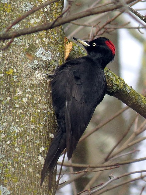 Pic noir, dryocopus martius