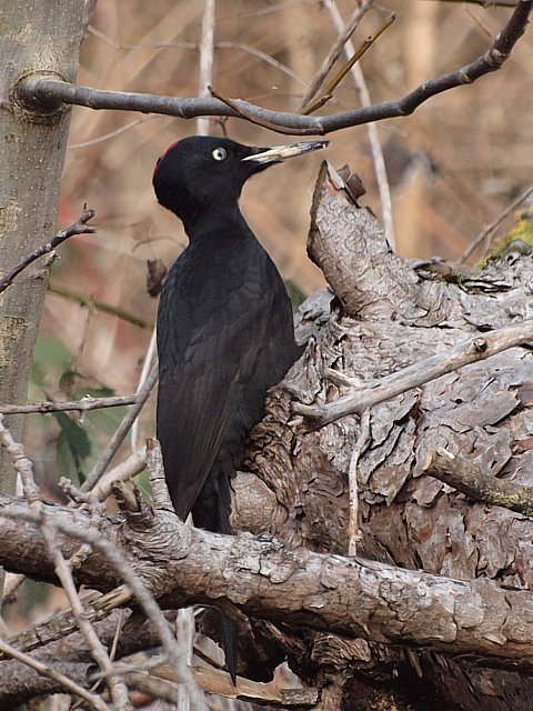 Pic noir, dryocopus martius
