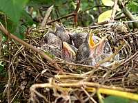 Jeunes Pies-grièches au nid