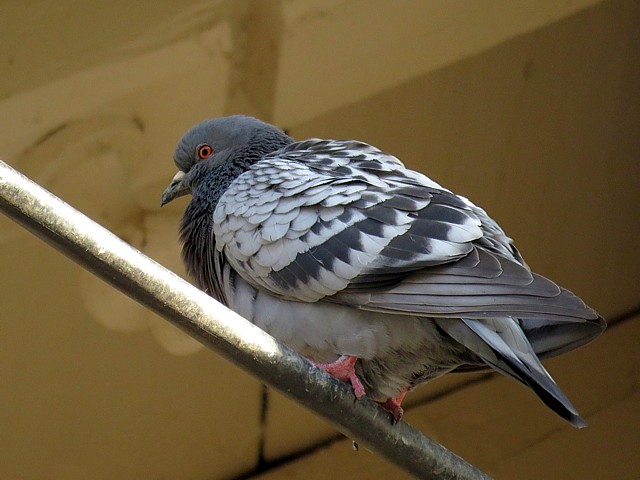 Pigeon domestique