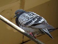 Pigeon domestique, columba livia domestica