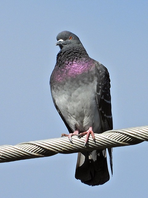 Pigeon biset domestique, columba livia domestica