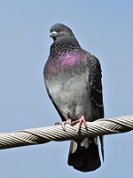Pigeon biset domestique