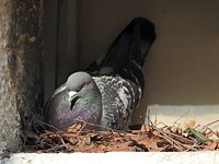 Pigeon domestique au nid