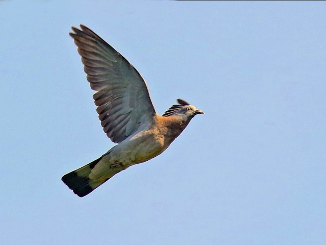 Pigeon colombin en vol