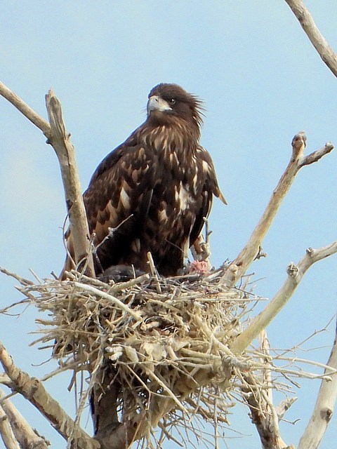 Pygargue à queue blanche, haliaeetus albicilla