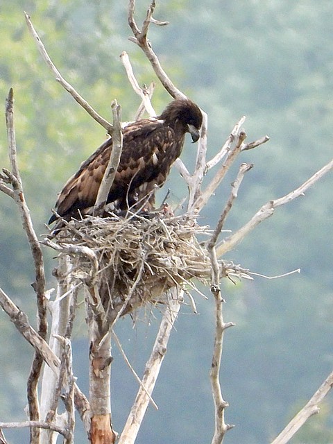 Pygargue à queue blanche, haliaeetus albicilla