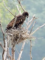 Pygargue à queue blanche, haliaeetus albicilla