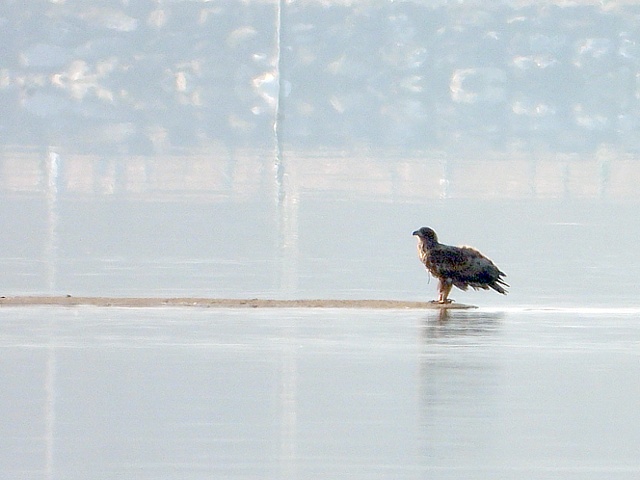 Pygargue sur un banc de sable