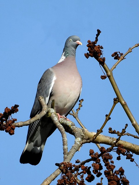 Pigeon ramier. columba palumbus