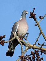Pigeon ramier, columba palumbus