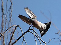Pigeon ramier en vol