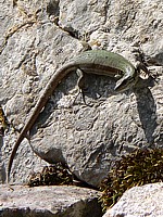 Lézard des murailles