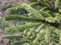 Epicéa, picea abies