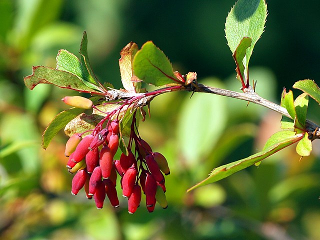Epine-vinette, berberis vulgaris