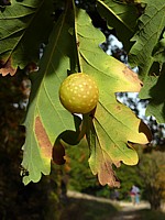 Cynips du chêne, cynips quercus folii