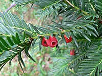 If,taxus baccata