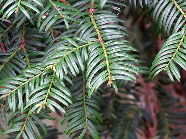 If commun, taxus baccata
