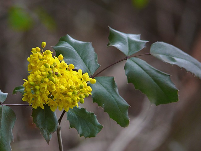 Mahonie, mahonia aquifolium