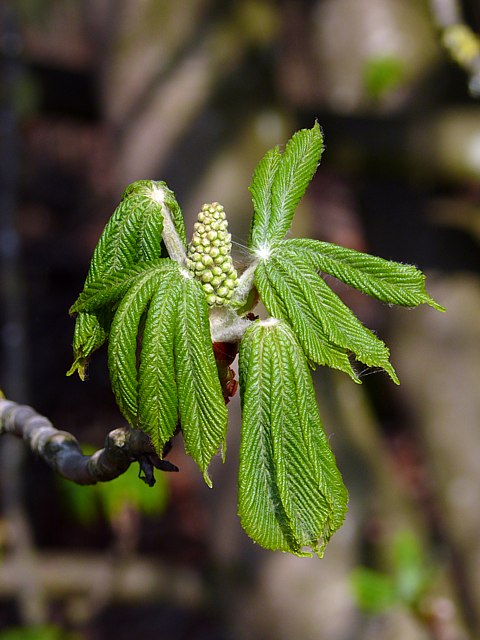 Eclatement des bourgeons du marronnier