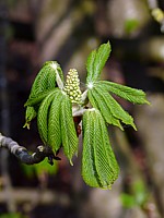 Folioles du marronnier