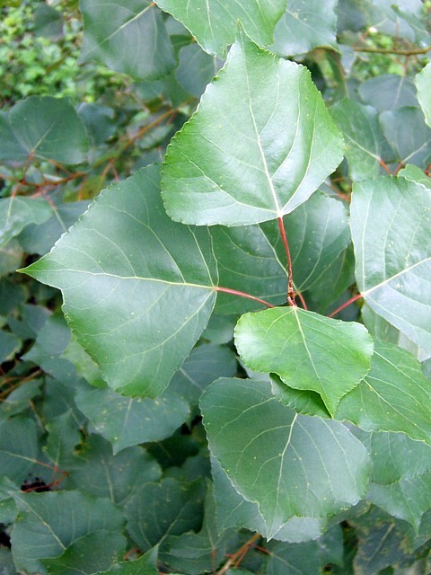 Peuplier noir, populus nigra