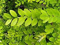 Robinier faux Acacia, robinia pseudacacia