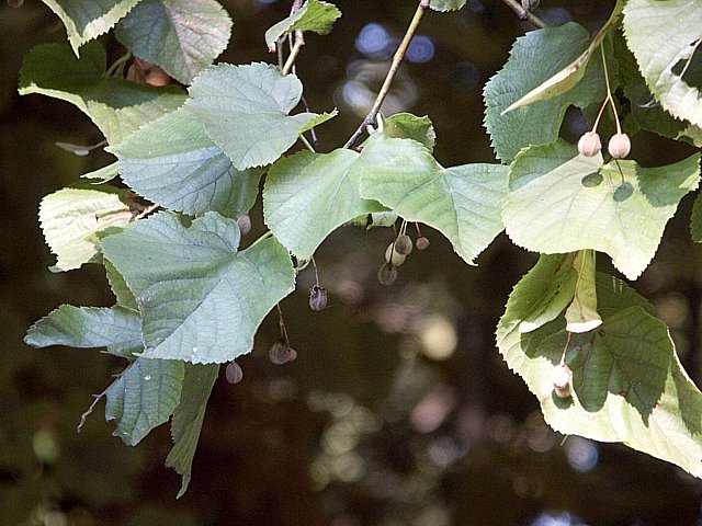 Tilleul à larges feuilles, tilia platyphyllos