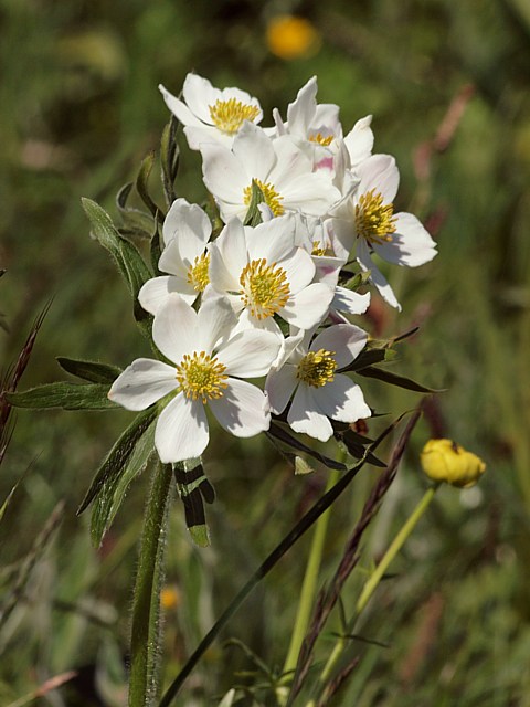 Anmone  fleurs de narcisses - anemone narcissiflora