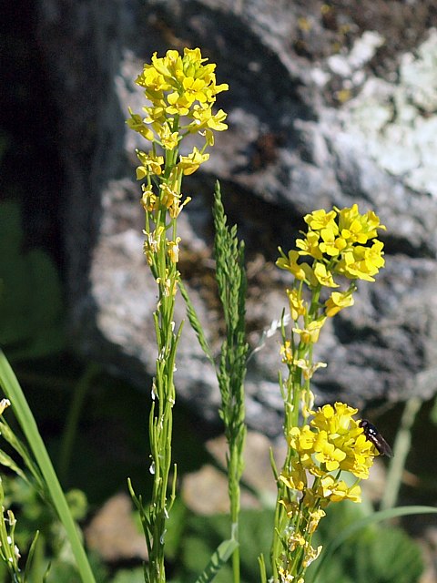 Barbare vulgaire, herbe de Saint-Barbe