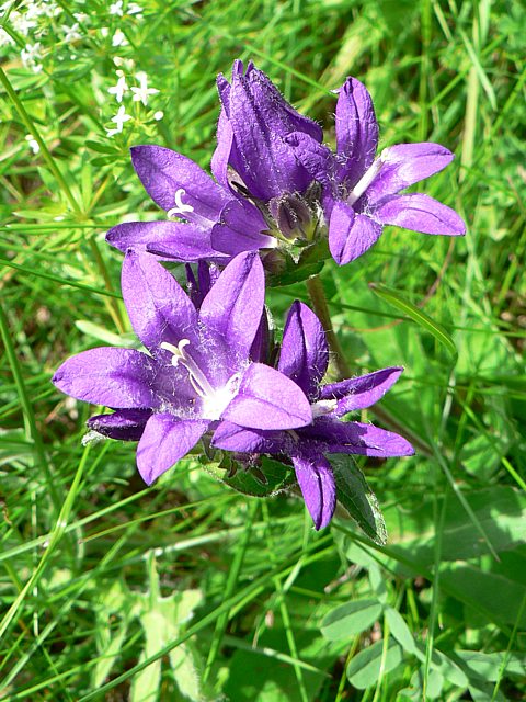 Campanule gantele, campanula trachelium