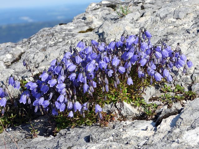 Campanule naine, campanula cochleariifolia