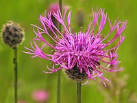 Centaurée scabieuse, centaurea scabiosa