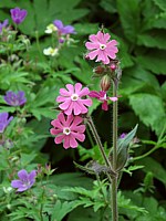 Compagnon rouge, silene dioica