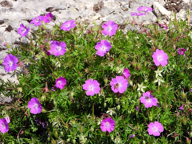 Granium sanguin, geranium sanguineum