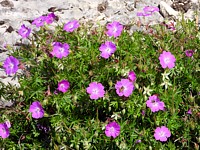 Géranium sanguin, geranium sanguineum