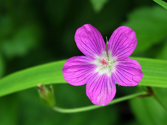 Granium des bois, geranium sylvaticum