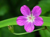 Géranium des bois, geranium sylvaticum