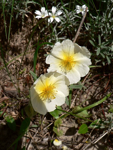 Hlianthme blanchtre - helianthemum canum