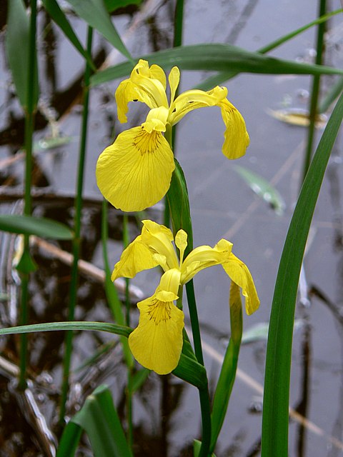 Iris des marais, iris jaune, iris pseudacorus
