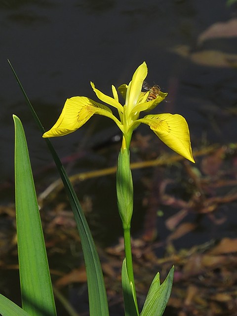 Iris des marais, iris jaune, iris pseudacorus